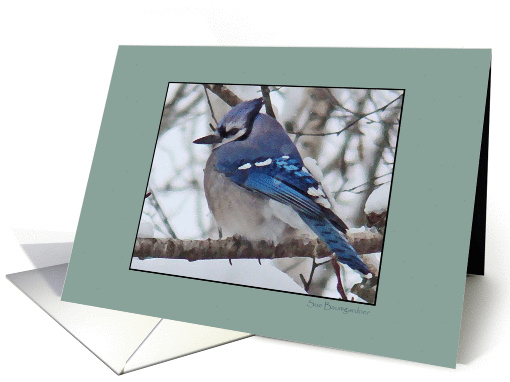 Blank, Blue Jay Out On A Limb card (148530)
