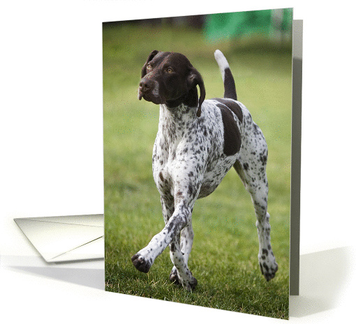 German Shorthaired Pointer All Occasion Blank Note card (1043735)