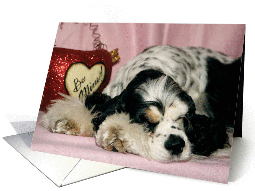 Indie the American Cocker Spaniel tired of all the Love card (424442)