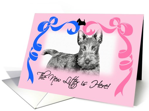 New Litter Announcement - Scottish Terrier card (726955)