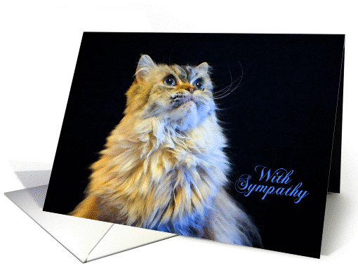 Pet Loss Sympathy Card - featuring a Himalayan Cat card (916194)