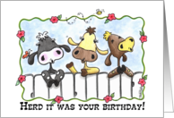 Happy Birthday Three Cows Mooing card