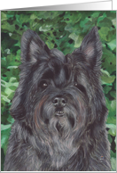 Cairn Terrier Dog Painting card