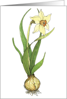 Persian New Year Daffodil Bulb card