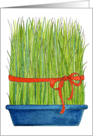 Wheat Grass Persian New Year card
