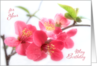 Beautiful Deep Pink Japonica Blossoms for May Birthday Card
