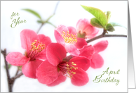Beautiful Deep Pink Japonica Blossoms for April Birthday Card