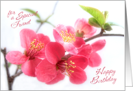 Beautiful Deep Pink Japonica Blossoms for a Special Friend Birthday Card