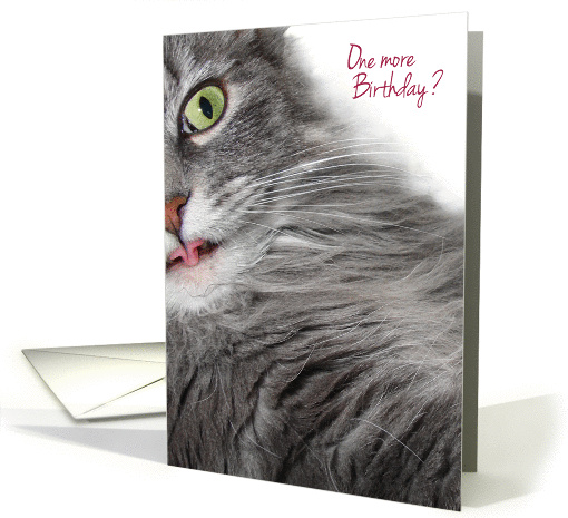 Surprised and Amazed Cute Gray Cat Happy Birthday card (1051521)