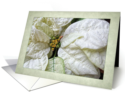 White Poinsettia Christmas Blessings card (973503)