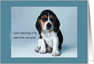 Thinking of You Dog Beagle Puppy card