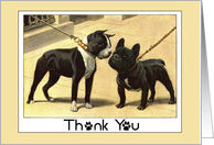 Thank You Boston Terrier and French Bulldog Dogs card