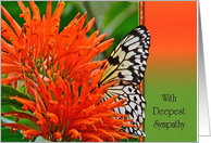 Loss of Sister Sympathy butterfly in orange flower card