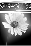 Loss of Wife white daisy on gradient glowing background card