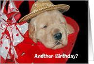 Golden Retriever puppy with hat for birthday humor card