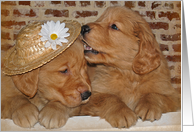 Humorous Birthday pair of Golden Retriever puppies with hat card
