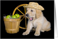 Birthday Golden Retriever wearing a Straw Hat with Green Apples card