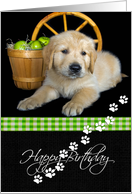 Golden Retriever with a basket of green apples for birthday card