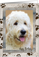 Birthday Photo Card From The Dog, Muddy Paw Prints card