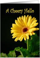 A Cheery Hello Greeting Card with a Yellow Gerbera Daisy card