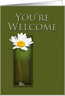 You’re Welcome, White Daisy on Green Background card