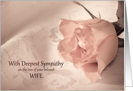 Sympathy Loss of Wife, Pink Rose card