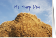 It’s Hump Day With Camels Hump Halfway Through The Week card