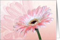 Birthday Wishes For Her Pink Gerbera Daisy Flower card