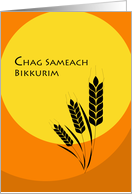 Chag Sameach Bikkurim Firstfruits Offering with Wheat and Sun card