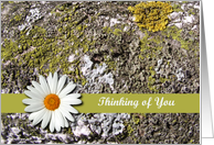 Thinking of You Card for Cancer Patient, Lichens and Daisy card