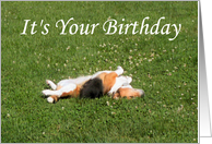 Funny Beagle Birthday card