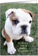 Bulldog Happy Birthday card