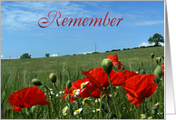 Remembrance Day - Veterans Day - Poppy Field card