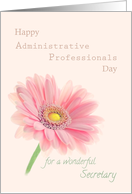 Admin Professionals Day for Secretary Pink Gerbera Daisy Shell Pink card
