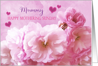 Mummy Mothering Sunday Love and Gratitude Pink Cherry Blossoms card
