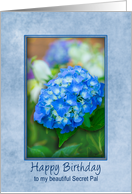 Secret Pal Birthday Hydrangea with 3D Effect within Soft Blue Frame, card