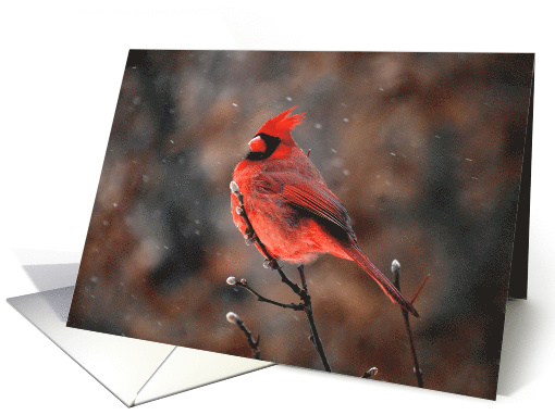Cardinal Braving a Snowstorm card (542476)