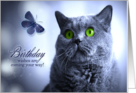 Birthday Wishes Russian Blue Cat with Butterfly card