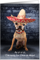 Funny Cinco de Mayo Chihuahua in a Sombrero card