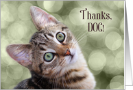 Veterinarian Thank You from the Cat Tabby Kitten card
