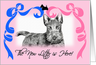 New Litter Announcement - Scottish Terrier card