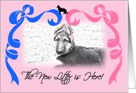 German Shepherd Dog New Litter Announcement card