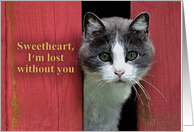 Sweetheart, Lost Without You, Photograph of Cute Cat card