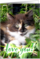 Love You Green Eyed Kitten card