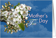 Mother’s Day Tea White Flower Blossoms card