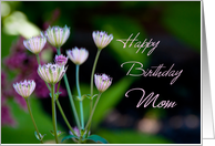 Happy Birthday Mom from Daughter - Garden Flowers card