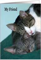 Happy Friendship Day two cats cuddling card