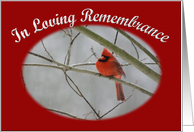In Loving Remembrance cardinal on winter day card