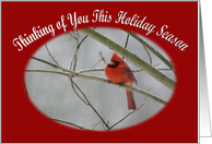Thinking of You Holiday Season red cardinal on a winter day card