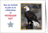 Veterans Day invitation, Bald Eagle card